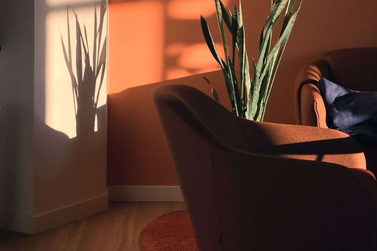 Afternoon light across a living room wall, armchair and plant