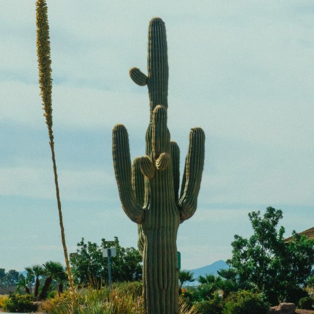 Saguaro cactus and desert landscaping under an Arizona sky in Goodyear